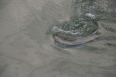 Float fishing for sparids