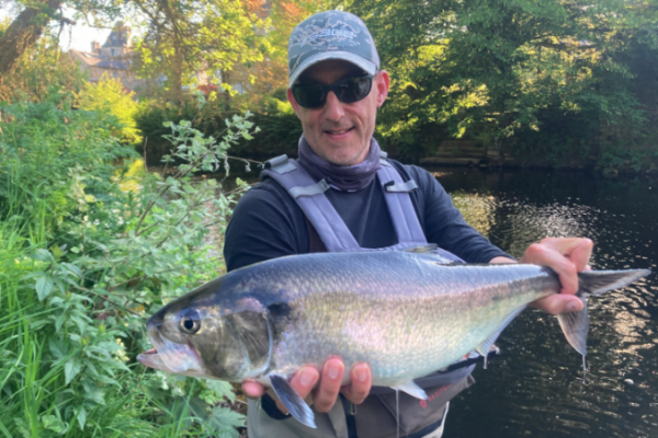 First shad fishing of the year, always a great pleasure!