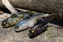 This goby is really successful and effective!