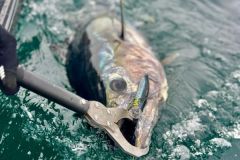 Let's take a look at the regulations governing recreational fishing for bluefin tuna
