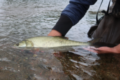 Fly fishing is a real challenge, but well worth the effort!
