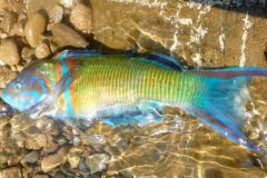 Peacock wrasse