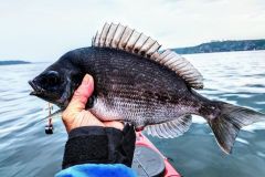 Sea bream in Brest harbour