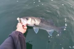 Seizing a fish