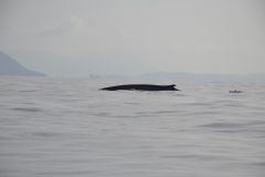 Protecting oceans and wildlife