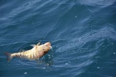 Summer rockfish fishing