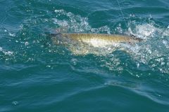 Carnivore fishing