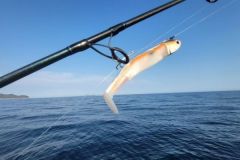 Black Minnow color