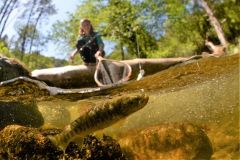 Summer trout fishing