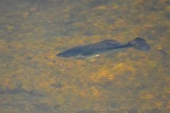 Summer sight fishing