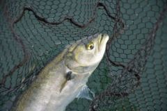 Live fishing with redfish
