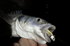 Soft lure for night bass fishing