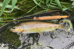 A great fishing session with some beautiful Breton trout