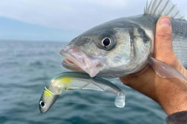 Black Minnow Ayu, the meeting of 2 bass fishing essentials