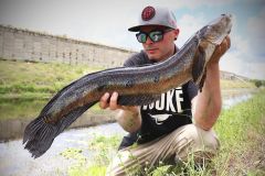 Bullseye snakehead fishing is captivating.