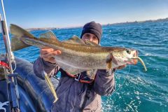 The teaser is a formidable asset for pollock fishing.
