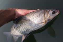 Fishing for whitefish