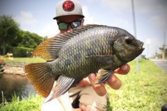 Spotted Tilapia male.