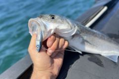 On a clear, sunny day, glitter lures stand out against active fish!