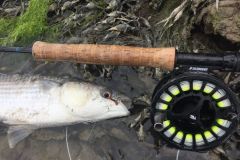 Fly-fishing for mullet is never easy, but it can be done!
