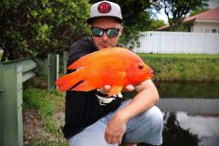 Midas Cichlid is abundant in some areas.