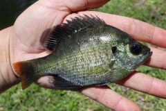 The bluegill is native to Florida.