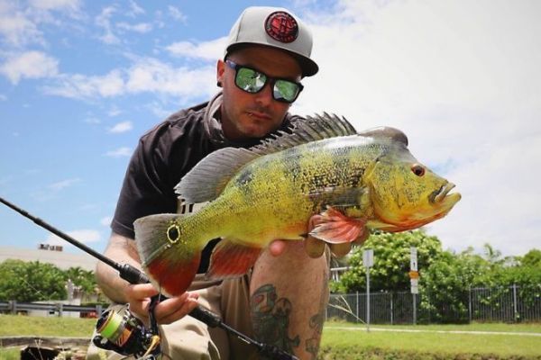 Florida: discover the peacock bass, both beautiful and combative