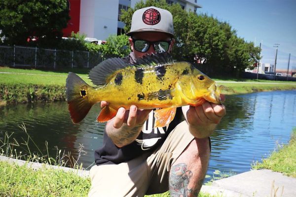 Florida: light, strong tackle for peacock-bass fishing