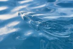 Live-fishing with a garfish