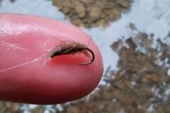 Dry fishing for trout
