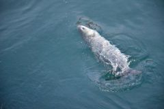 Mullet can be caught on maggots