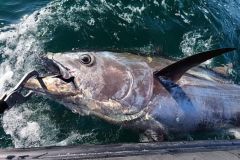 Before you succeed in bringing the fish alongside the boat, you'll have to manage the fight and the lineage.