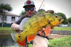 Peacock bass fishing is addictive!