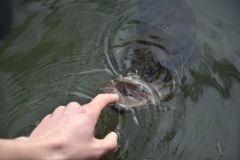To fish or not to fish in hot weather?