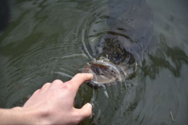 To fish or not to fish in hot weather?