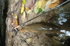 A big trout!