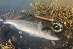 Sea bass are often found in areas of seaweed.