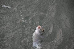 Baits for sea bream fishing