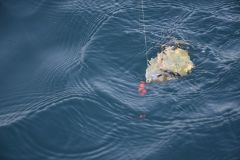 Bait fishing for sar