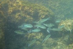 Bait fishing for wolffish