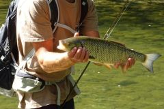 Chub fishing