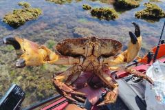 Crab picking