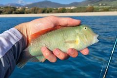 Rason fishing