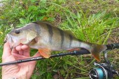 Perch fishing