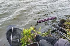 White fish fishing