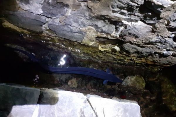 The best spots for conger eel fishing from the shore or by boat