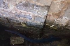 Bait fishing for conger eel