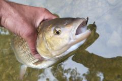 Nymph fishing for chub