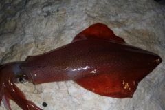 Squid bait fishing