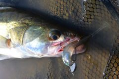 Perch fishing